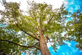 Trusted Havana, IL  Tree Services Experts