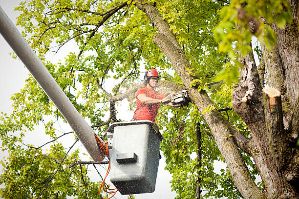 Why Choose Our Tree Removal Services in Havana, IL?